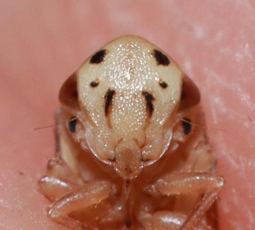 Macropsis fuscula